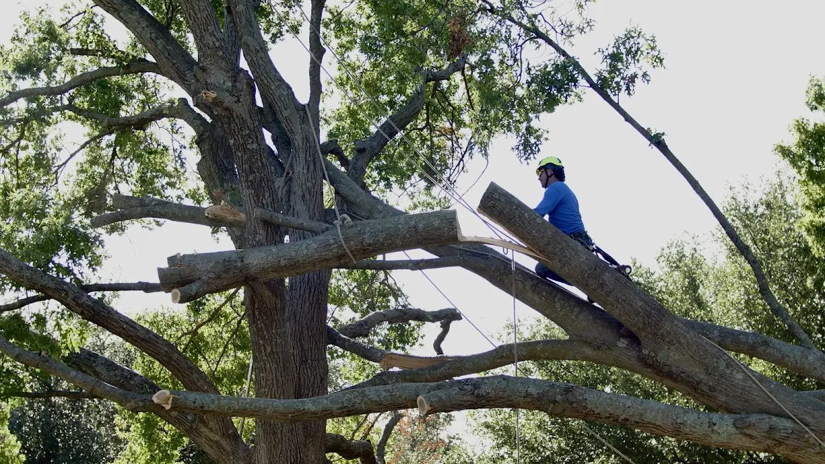 Professional Crown Thinning performed by certified arborists in Chadwick