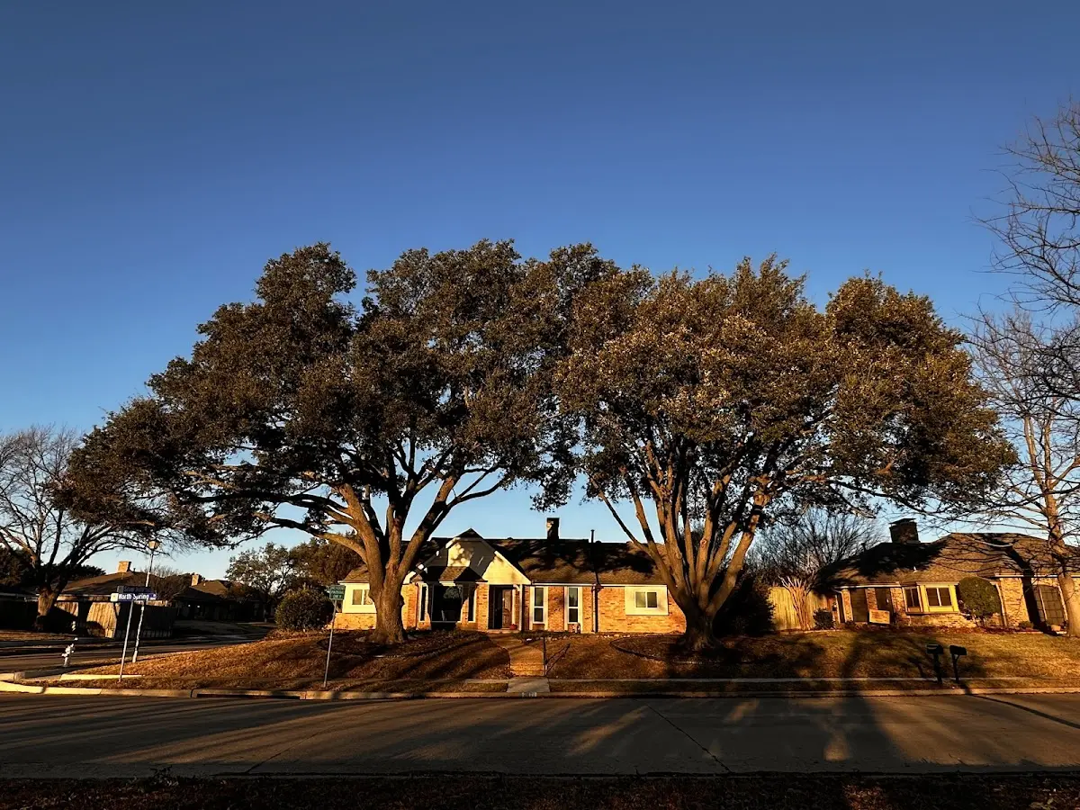 Established residential canopy tree shading a home in Chadwick